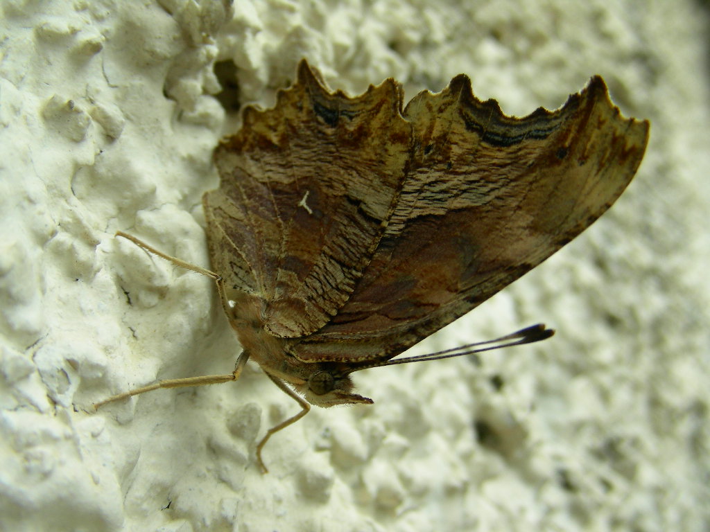 Si  prestata la bella Polygonia egea....